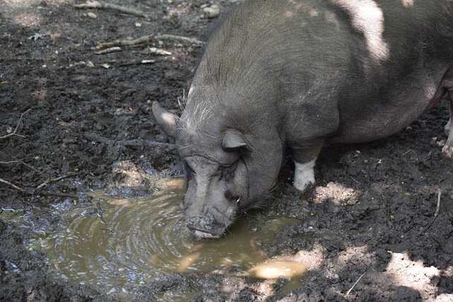 阿門-湯普森：哈登擅長造犯規 我樂於承擔防守他的任務.