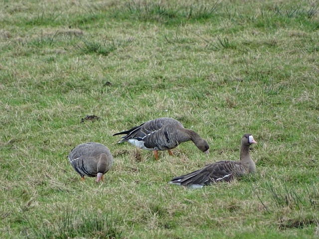 以故宫博物 以故宫博物